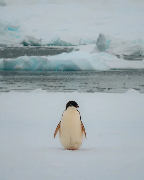 Pingüino Adelie Antártida Rodeado Nieve Hielo Con Nieve Ligera Luz — Foto de Stock