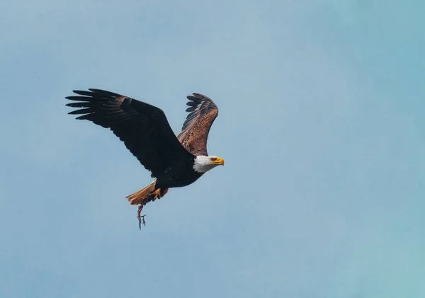 american bald eagle soaring against clear blue alaskan sky.