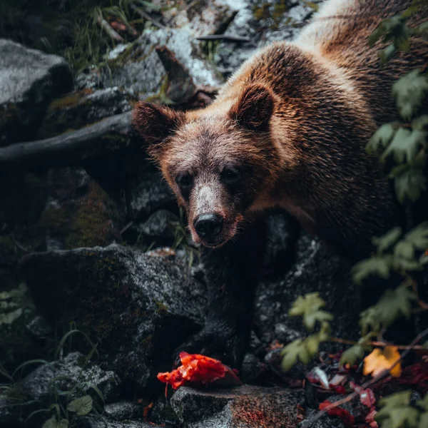 Grizzli Pêchant Saumon Brooks Falls Katmai Alaska — Photo