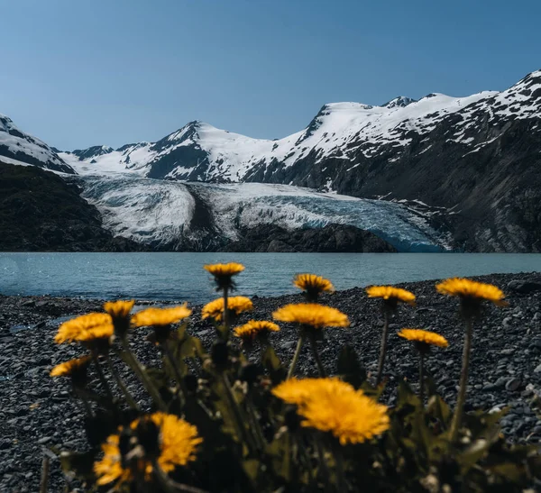 前景には 中山系のポーテージ氷河 背景にはポーテージ湖 前景にはピンク色の花火草が咲きます アメリカ アラスカ 夏に撮影 — ストック写真