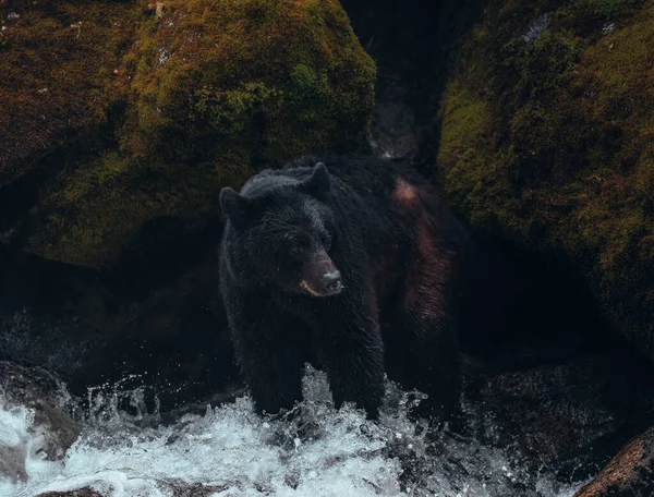 サーモンのための川釣りでオスの黒クマ Anan Creek アラスカ州 アメリカ — ストック写真