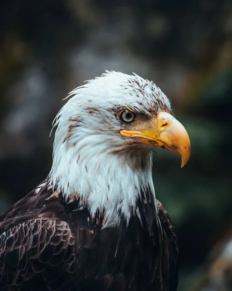 American Bald Eagle Haliaeetus Leucocephalus Close Portrait — Stock Photo, Image