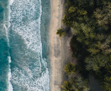 Kum plajındaki hava aracı görüntüsü, Fransa 'nın Martinique adasındaki palmiye ağacı ve okyanus. Fotoğraf Martinique 'de çekildi..