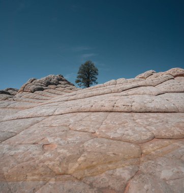 White Pocket, Vermilion Cliffs Ulusal Anıtı, ABD. Ponderosa Çam ağacı. Mavi gökyüzü. Seyahat ve macera konsepti