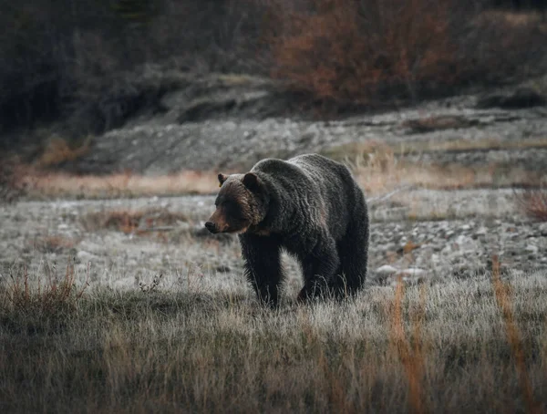 Зелений Ведмідь Коричневий Ведмідь Канадській Пустелі Країні Кананаскіс Банф Альберта — стокове фото
