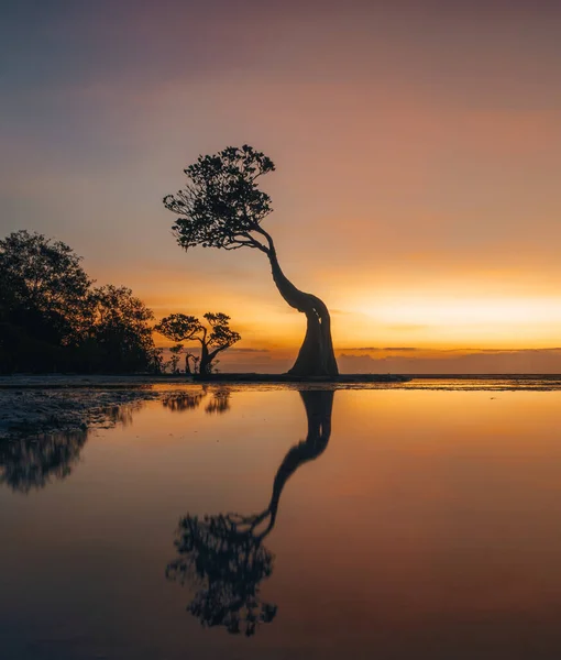 Mangroves Walakiri Beach Sumba Island Indonesia Sunset Low Tide Soft — Stock Photo, Image