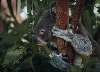 Ağaca tırmanan vahşi bir Koala. Yumuşak odaklanma. Yeni Güney Galler, Victoria, Avustralya. Fotoğraf Avustralya 'da çekildi.