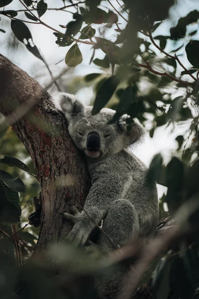 Koala Dinleniyor Tatlı Bir Gülümsemeyle Ağaçta Uyuyor Avustralya Queensland Fotoğraf — Stok fotoğraf
