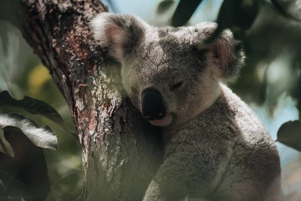 코알라는 나무에서 휴식을 취하고 귀여운 미소를 오스트레일리아 퀸즐랜드 오스트레일리아에서 — 스톡 사진