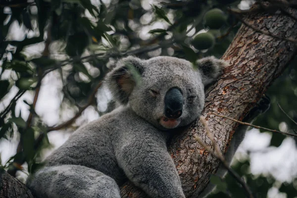 Κοάλα Ξεκουράζεται Και Κοιμάται Στο Δέντρο Του Ένα Χαριτωμένο Χαμόγελο — Φωτογραφία Αρχείου
