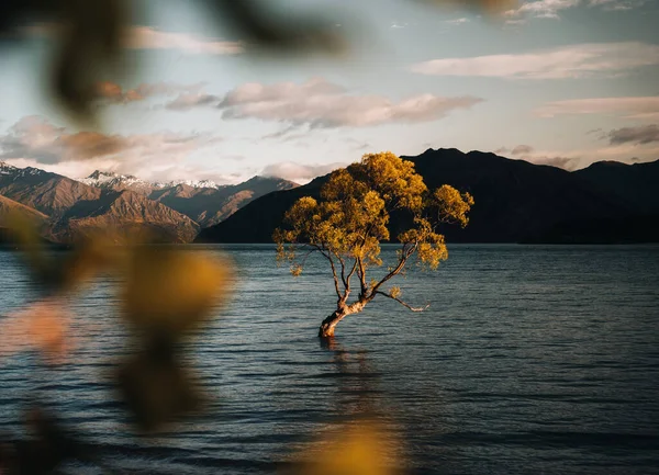 Hermoso Árbol Dentro Del Lago Wanaka Tomado Durante Amanecer Larga —  Fotos de Stock