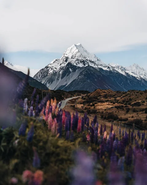 Lupins and Mount Cook, Mount Cook Village, Mount Cook National Park, UNESCO World Heritage Site, Canterbury region, South Island, New Zealand, Pacific. Photo taken in New Zealand.
