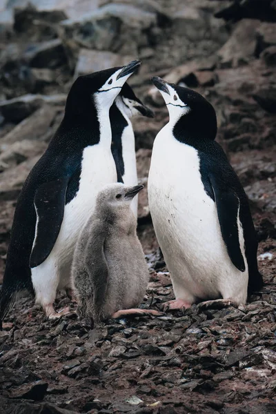 Primer Plano Chinstrap Penguins Con Polluelos Antártida Foto Tomada Antártida — Foto de Stock