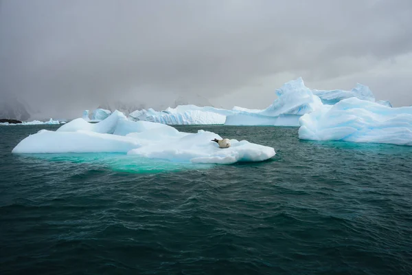 在南极洲 石蟹海豹是一种食肉动物 栖息在蓝色冰山之间的浮冰或冰草群和南极半岛冰冷的海水景观之间 照片来自南极洲 — 图库照片