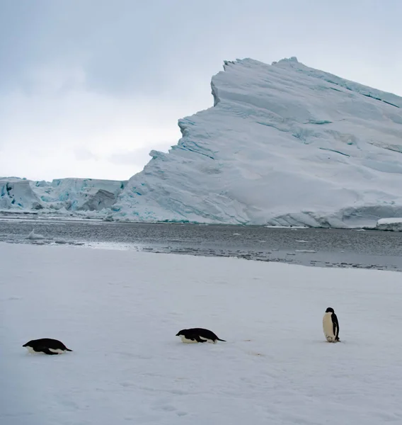 Adeliepingvinen Antarktis Omgiven Snö Och Med Lätt Snöfall Mjukt Ljus — Stockfoto