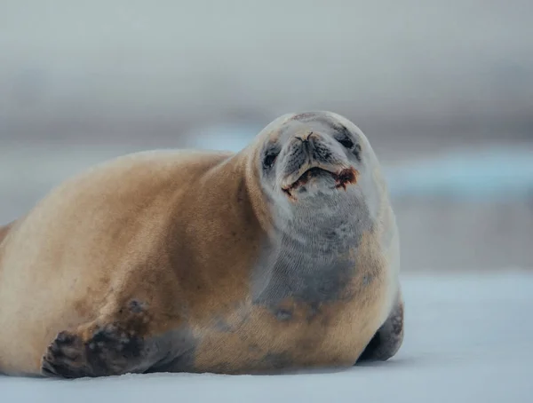 Crabeater Seal Antarctica Abnd Arctic Greenland Inglés Acercamiento Espectáculo Sello — Foto de Stock