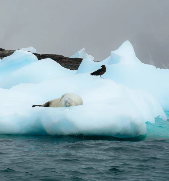 Weddel Crabeater Sellan Témpano Hielo Antártida Con Hermosa Luz Dormir — Foto de Stock