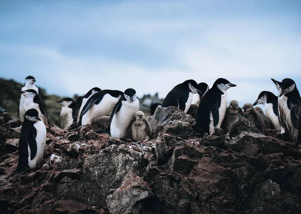 Detailní Záběr Chinstrap Penguins Dvěma Mladými Kuřaty Antarktidě — Stock fotografie