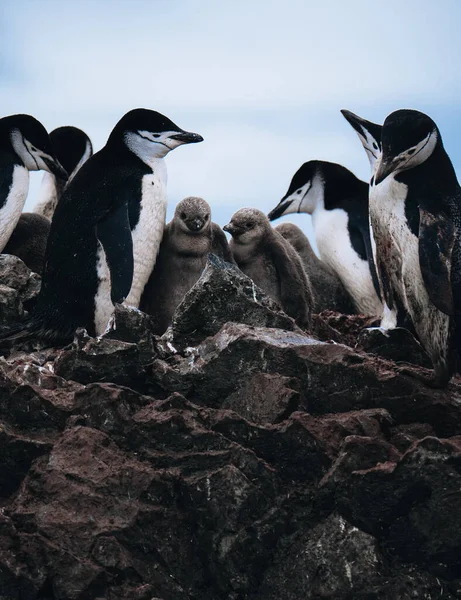 Närbild Chinstrap Penguins Med Två Unga Brudar Antarktis — Stockfoto