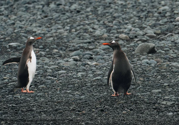 Gentoo Tučňák Kráčí Pláži Antarktidě Pláž Berthas Falklandské Ostrovy — Stock fotografie