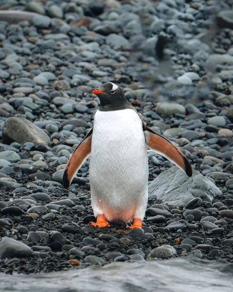 Gentoo Pingwin Spacerujący Plaży Antarktydzie Plaża Berthas Falklandy — Zdjęcie stockowe