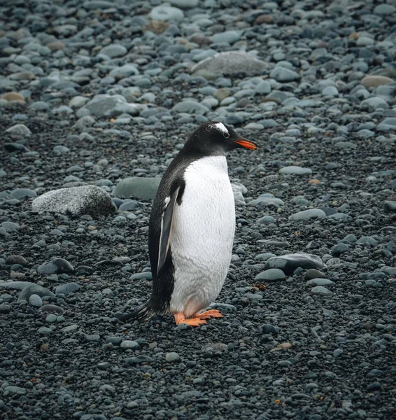 Gentoo Tučňák Kráčí Pláži Antarktidě Pláž Berthas Falklandské Ostrovy — Stock fotografie