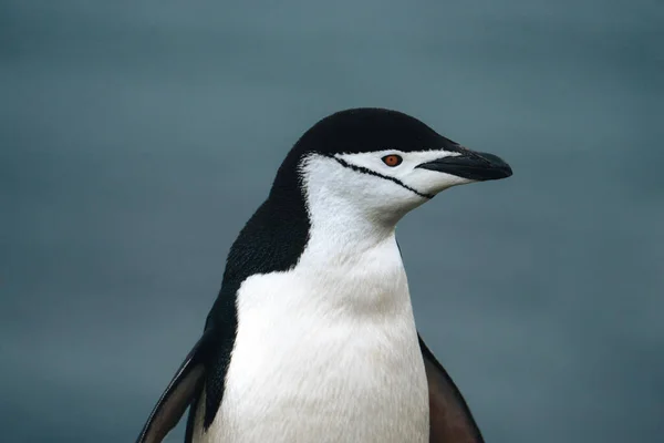 Pingüino Chinstrap Una Playa Rocosa Antártida Foto Tomada Antártida — Foto de Stock