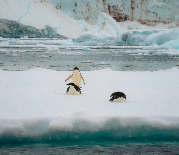 南極のペンギンを雪と氷に囲まれ 柔らかい光の中で雪が降っています 海氷の上に立つ 南極で撮影した写真 — ストック写真