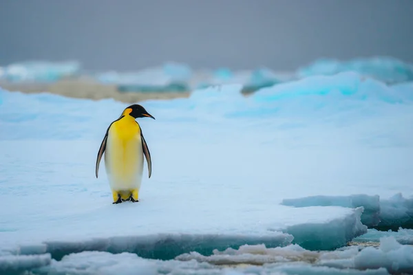 Pingvin Császár Natarcticában Áll Hóban Jár Fénykép — Stock Fotó