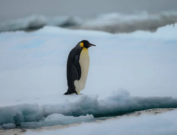 Імператор Пінгвін Натарктиці Стоїть Ходить Снігу Фото — стокове фото