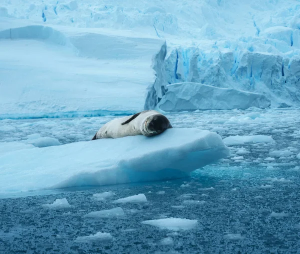 Леопардовый Тюлень Hydrurga Leptonyx Льдине Антарктике Бухте Сьерва — стоковое фото