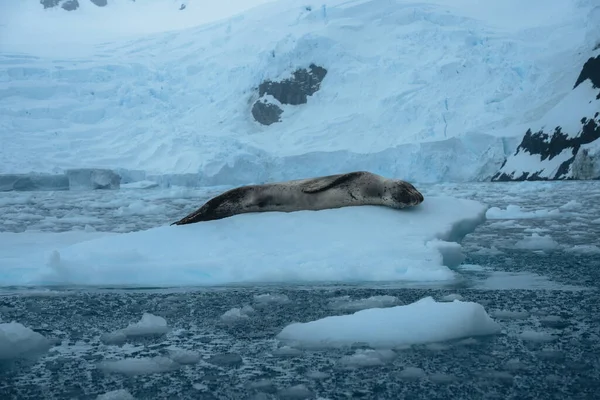 Leopard Seal Hydrurga Leptonyx Ice Floe Antarctic Cierva Cove — Stock Photo, Image