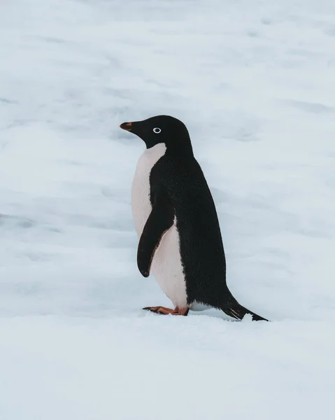 Pingouin Adélie Antarctique Entouré Neige Glace Photographie — Photo