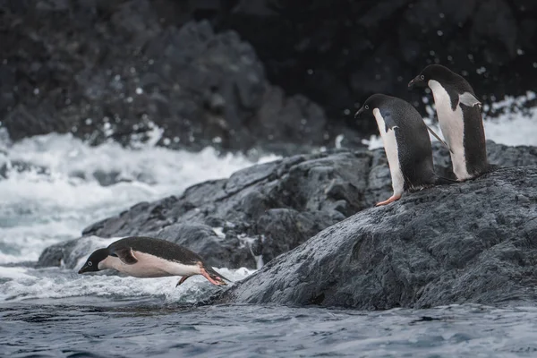Two Adelie Penguins Dive Water Antarctica While Friends Excitedly Cheer — Stock Photo, Image