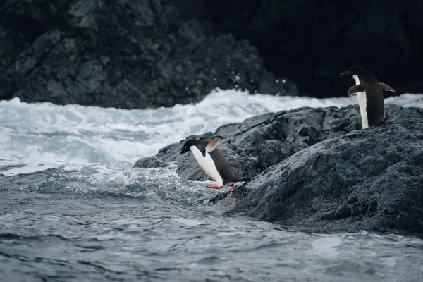 Dva Tučňáci Potápějí Vody Antarktidě Zatímco Jejich Přátelé Vzrušeně Povzbuzují — Stock fotografie