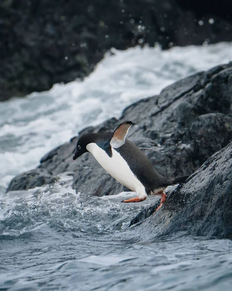 Två Adeliepingviner Dyker Ner Vattnet Antarktis Medan Deras Vänner Ivrigt — Stockfoto