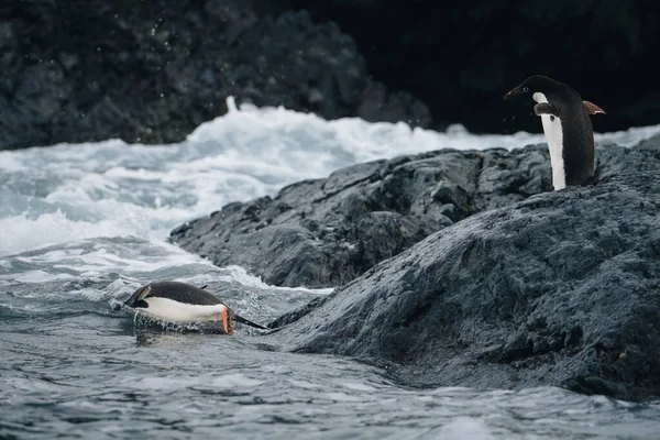 仲間が興奮して応援している間に二匹のアデリーペンギンが南極の海に飛び込み — ストック写真