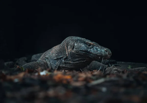 Dragon Komodo Est Par Terre Perspective Intéressante Fusillade Indonésie Parc — Photo