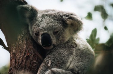 Koala dinleniyor ve tatlı bir gülümsemeyle ağaçta uyuyor. Avustralya, Queensland. Fotoğraf Avustralya 'da çekildi.