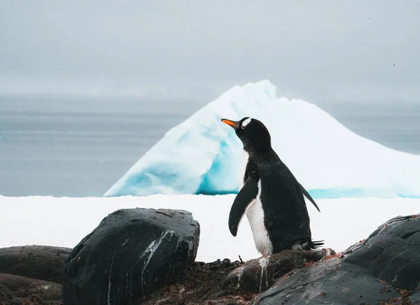 浮遊氷山の上の社交的な鳥 ジェンツーペンギン Pygoscelisパプア 1つは他の鳥に参加するために海から飛び降りる Gerlache Passage 南極半島 南大洋 — ストック写真