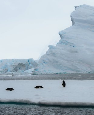 Antarktika 'da kar ve buzla çevrili Adelie pengueni. Küresel Isınma ve iklim değişikliği kavramı