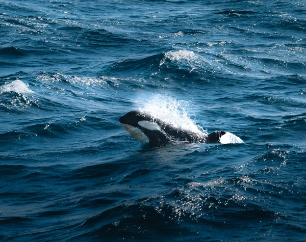 Orca Killer Whale Calf Oppervlakken Antarctica Groenland — Stockfoto