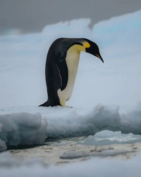 Pingwin Cesarski Natarktyce Stojący Chodzący Śniegu Zdjęcie — Zdjęcie stockowe