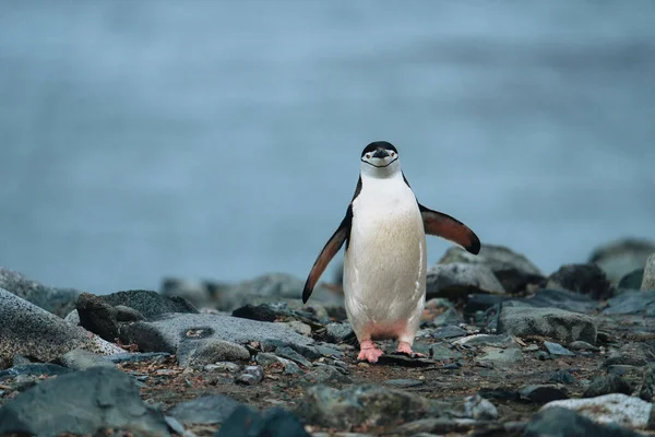 Chinstrap Pingwin Skalistej Plaży Antarktydzie Zdjęcie Zrobione Antarktydzie — Zdjęcie stockowe