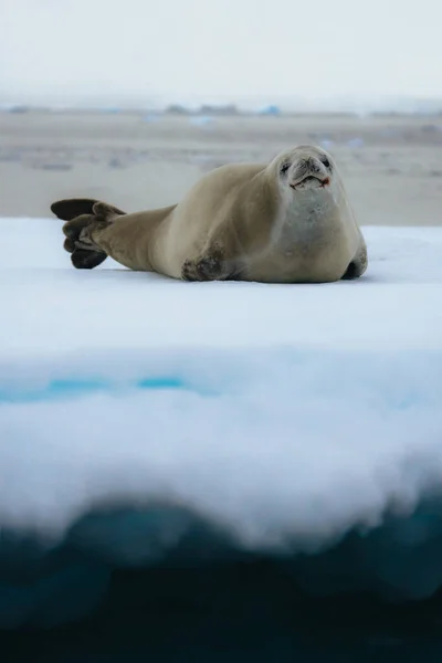 Selo Caranguejo Lobodon Carcinophaga Antártida Descansando Sobre Gelo Pacote Deriva — Fotografia de Stock