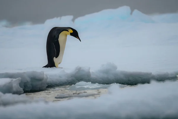 Imperador Pinguim Natártica Andar Sobre Neve Foto — Fotografia de Stock