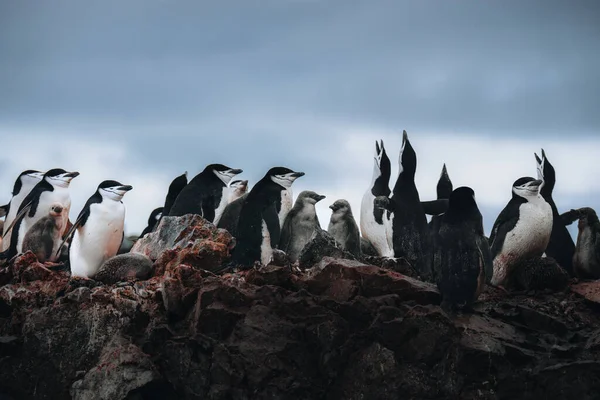 Kolonia Pingwinów Chinstrap Matką Dwoma Młodymi Pisklętami Gnieździe — Zdjęcie stockowe