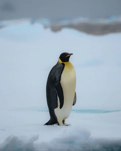 Imperador Pinguim Natártica Andar Sobre Neve Foto — Fotografia de Stock