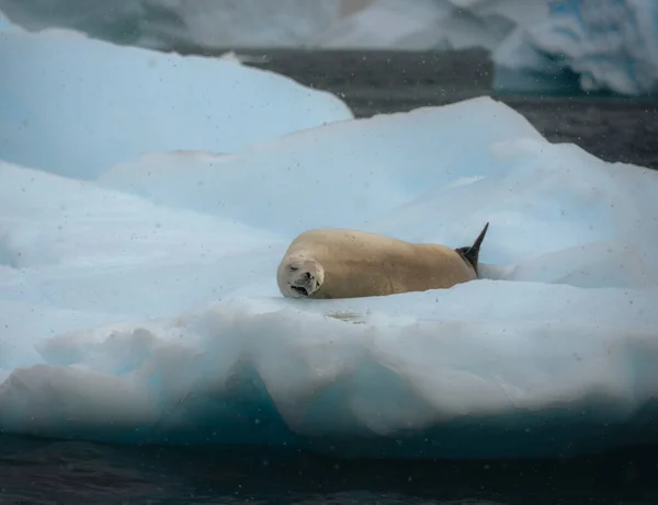 Foca Cangrejo Cancerígeno Lobodon Antártida Descansando Sobre Hielo Iceflosa Deriva — Foto de Stock