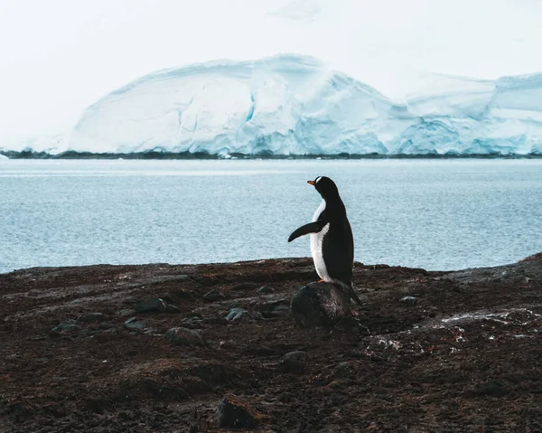 Aves Sociáveis Pinguins Gentoo Pygoscelis Papua Iceberg Flutuante Pulando Para — Fotografia de Stock